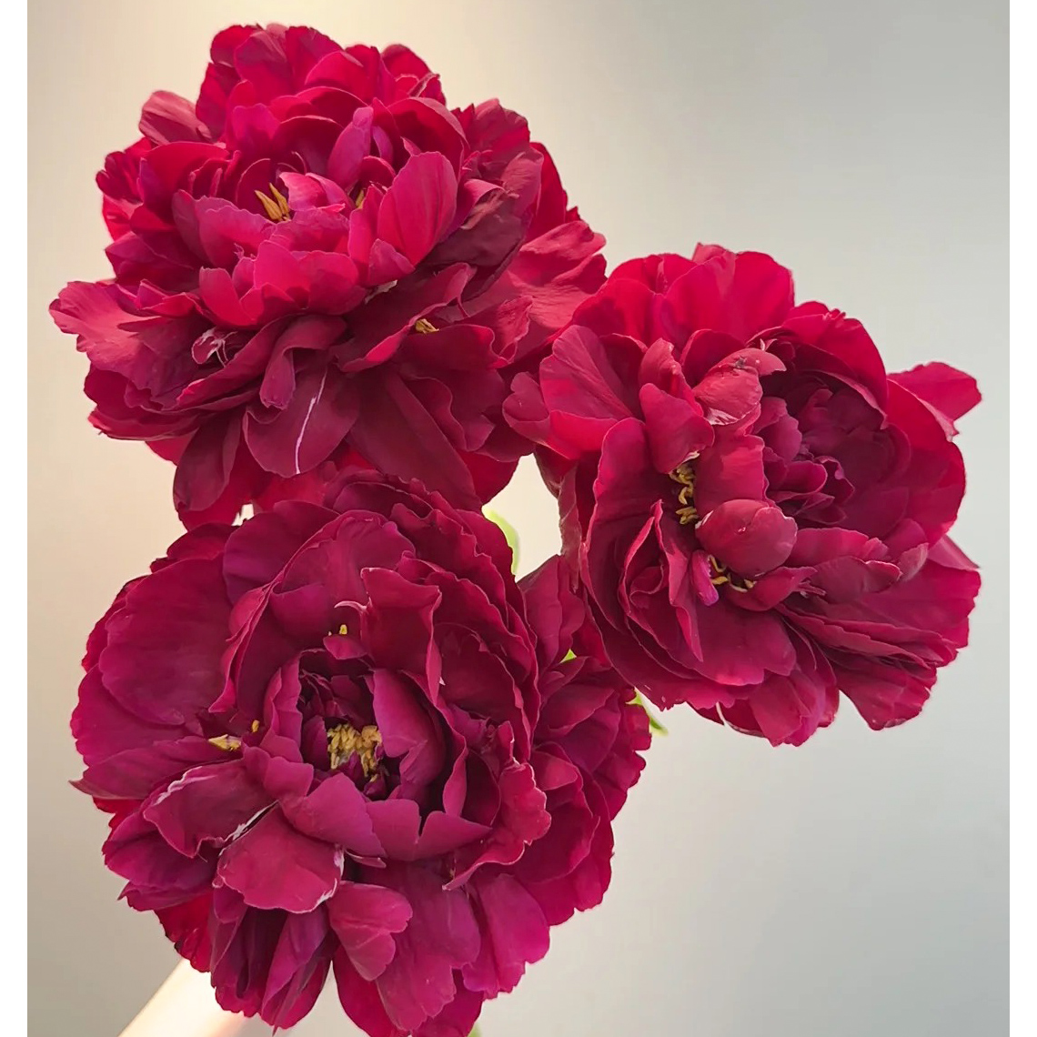 七叶花坊# 【芍药-老忠诚】高品质重瓣芍药 鲜花优选 顺丰直发