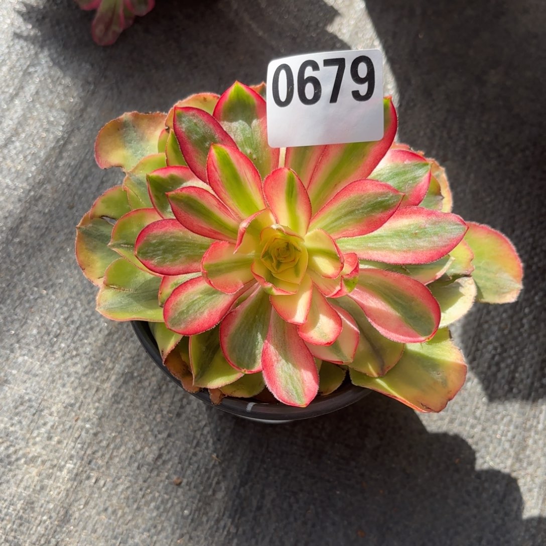 桃*蹊12345  0679多肉法师