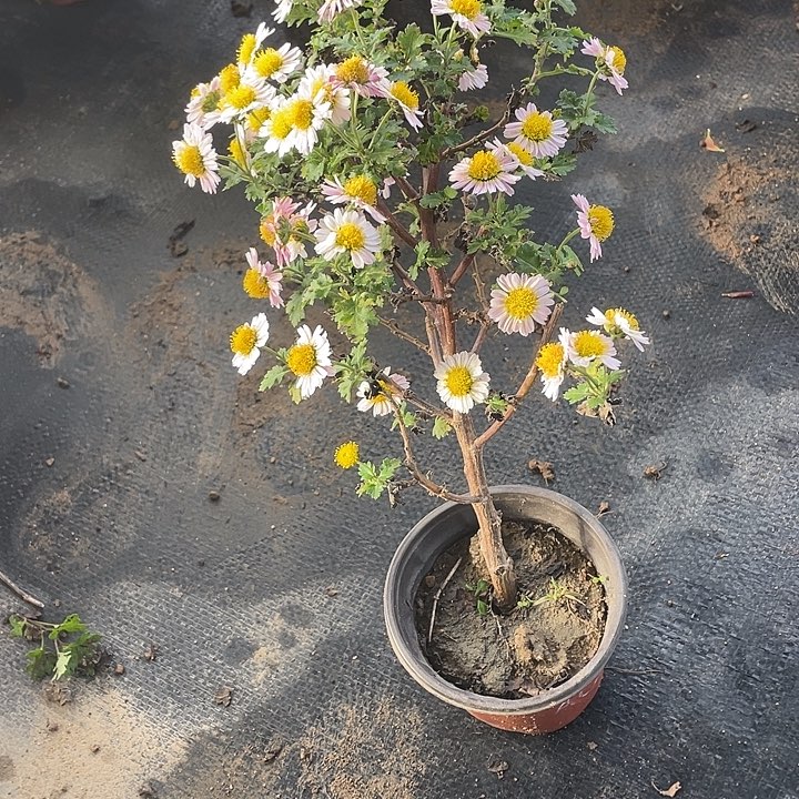 雅***卉20菊花菊花菊花家