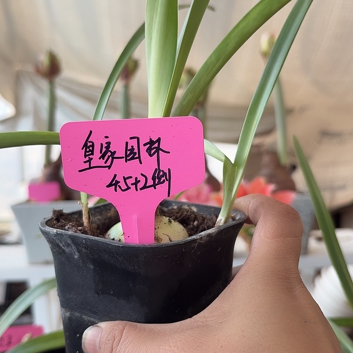 无花朵皇家园林朱顶红4.5加2侧