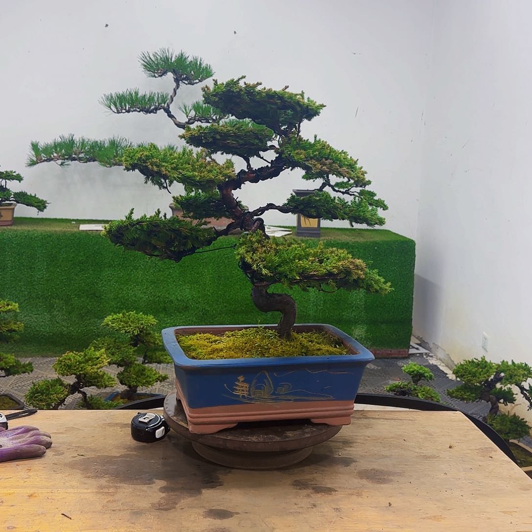 立*盆景盆景盆景盆景