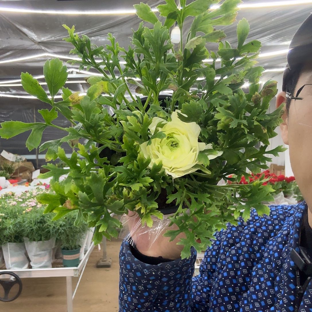 完全开放黄绿芹叶牡丹一盆看图片 