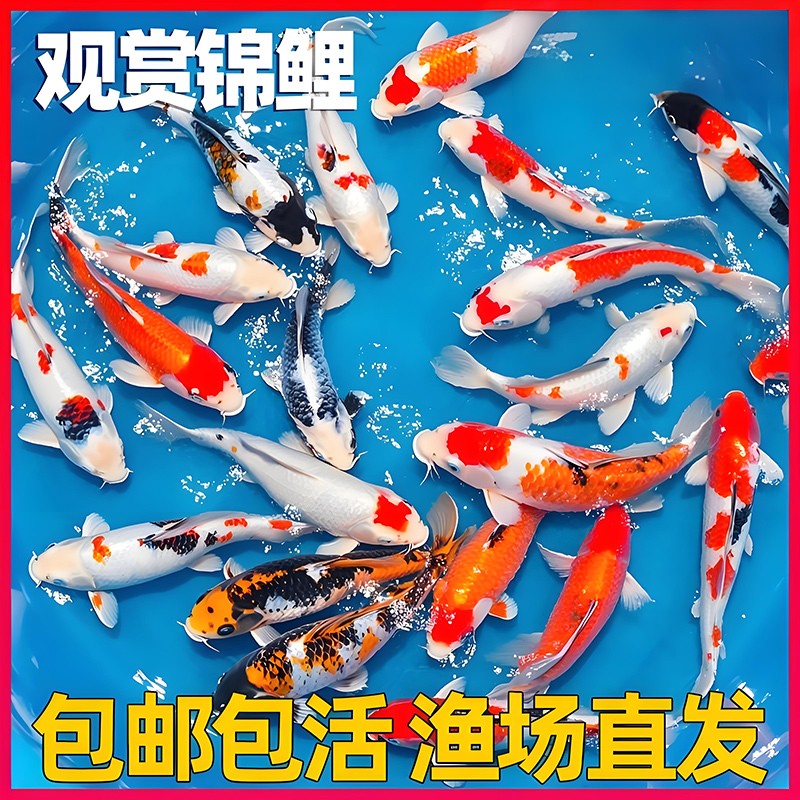 锦鲤鱼活鱼冷水淡水鱼苗观赏鱼金鱼小型好养耐活纯种红白黄金三色