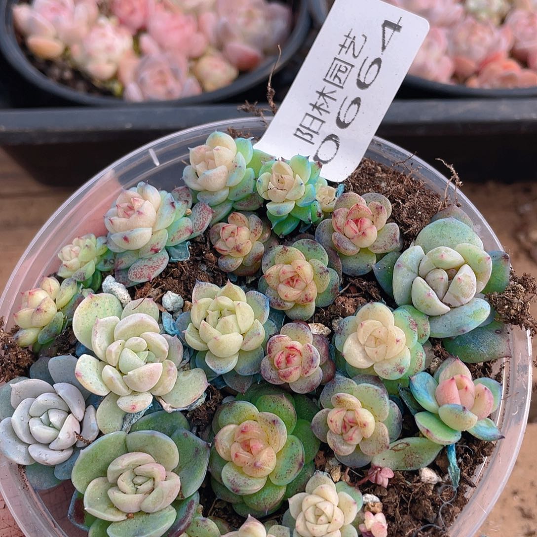 多肉植物多肉植物664