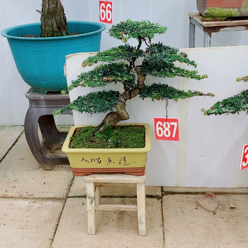 【闪购商品】罗汉松