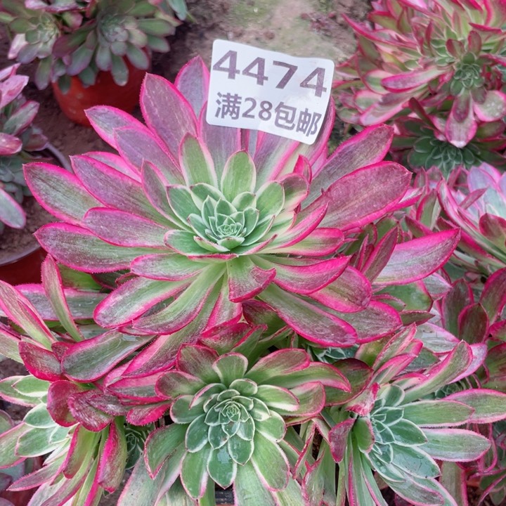 4474二号棚海王多肉N