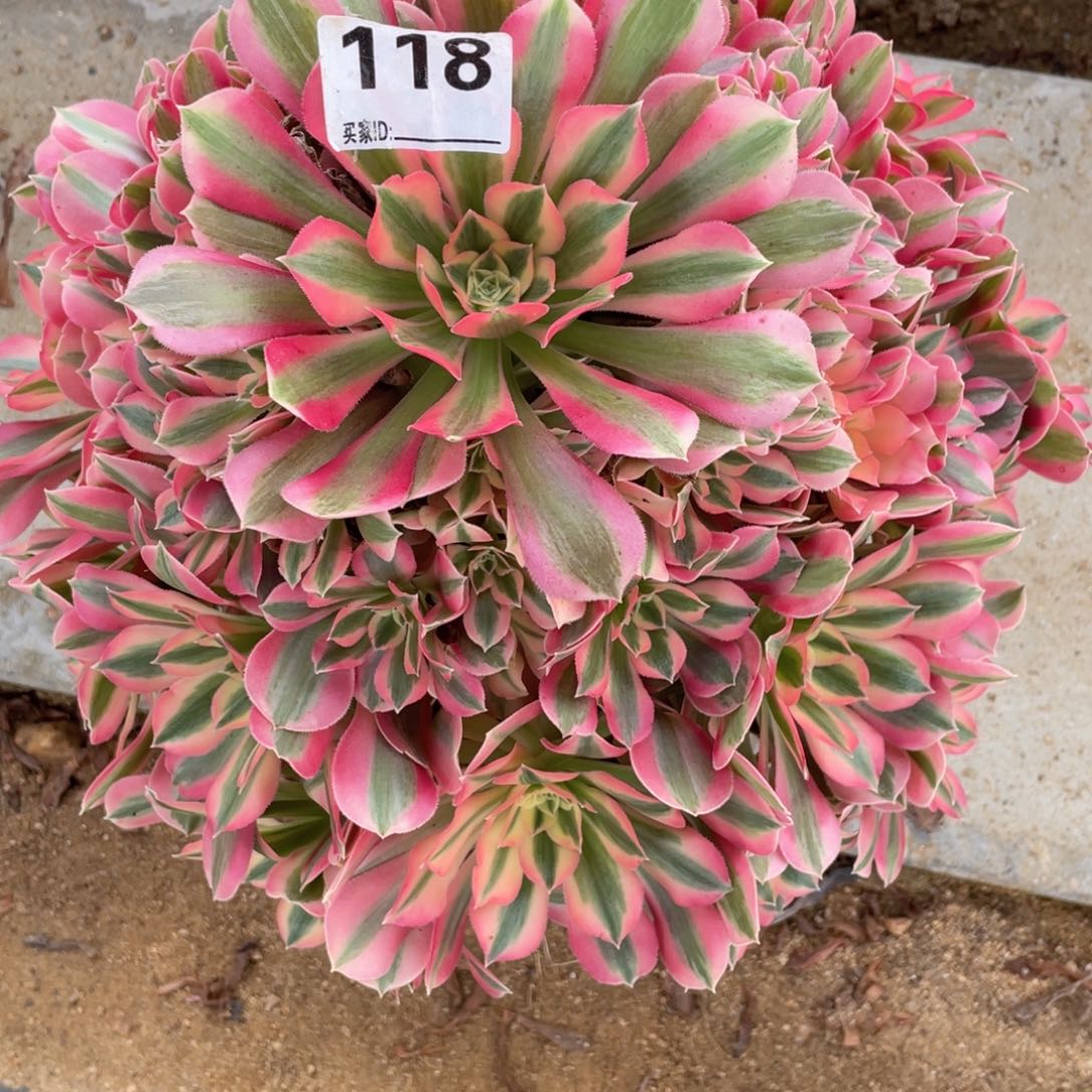 淡***静118粉女巫精品捧花多肉