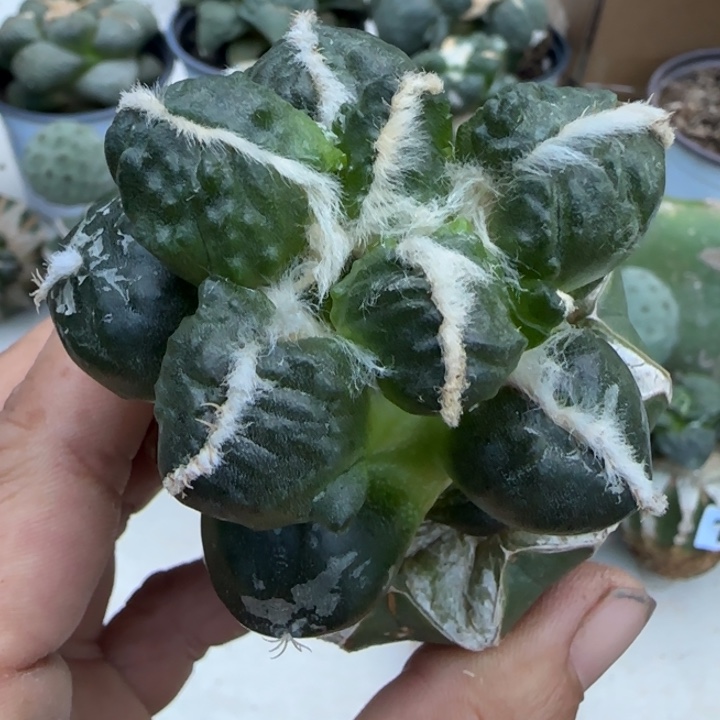 无花朵达摩蛋怒苗接175