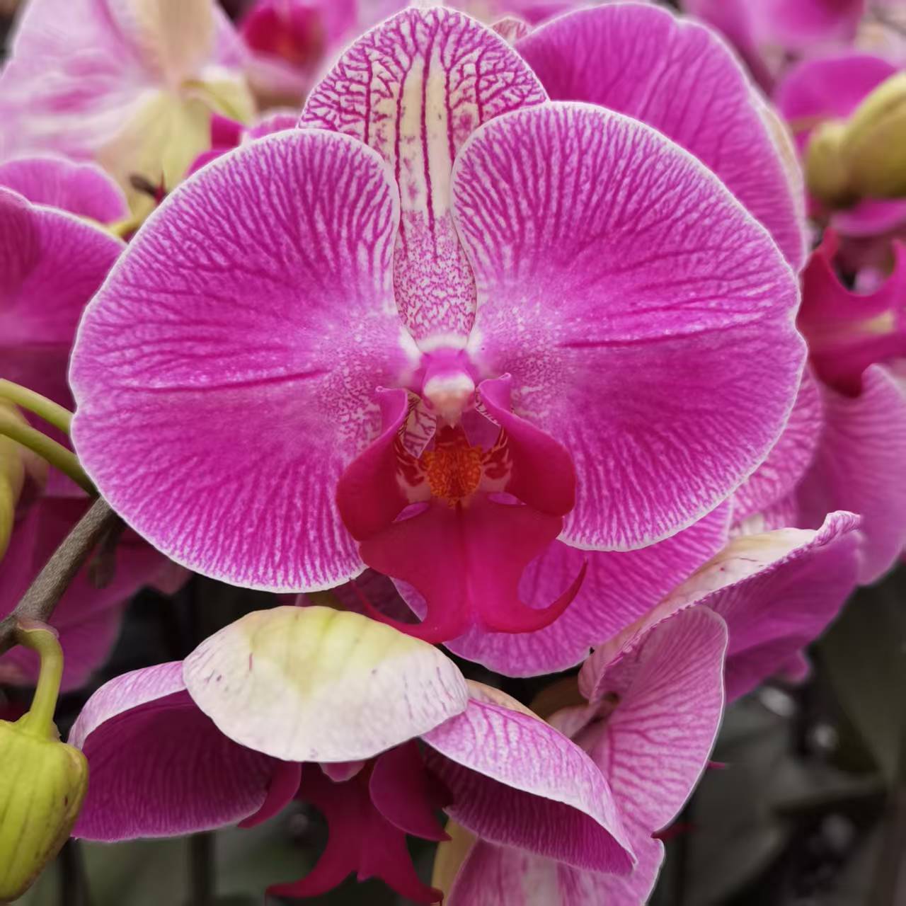 【太阳神】大花型蝴蝶兰全部开放紫色晕染线条纹理室内观赏花卉