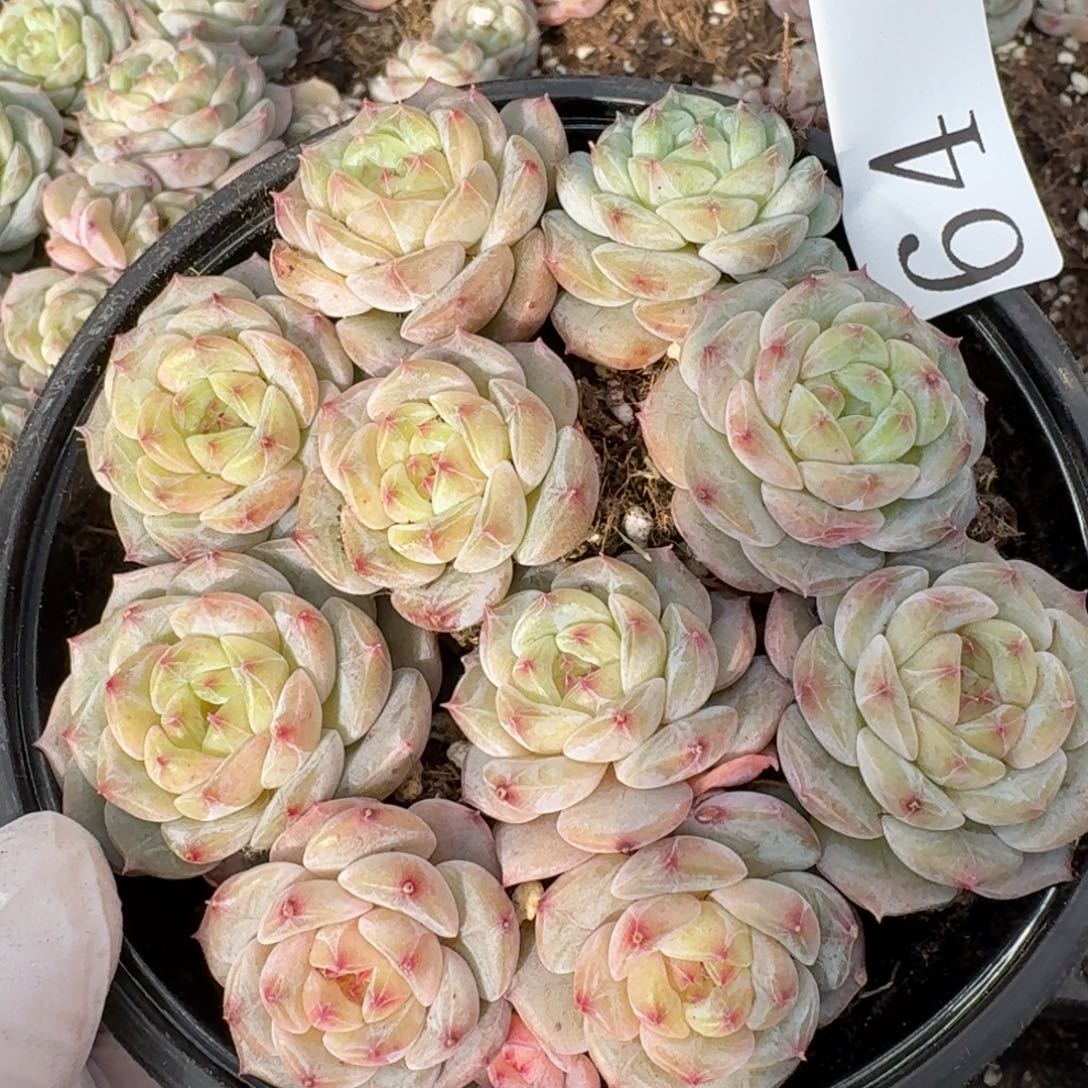 多肉植物多肉植物64