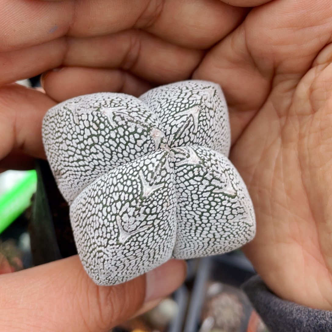 仙人球满28包邮盆5公分恩冢