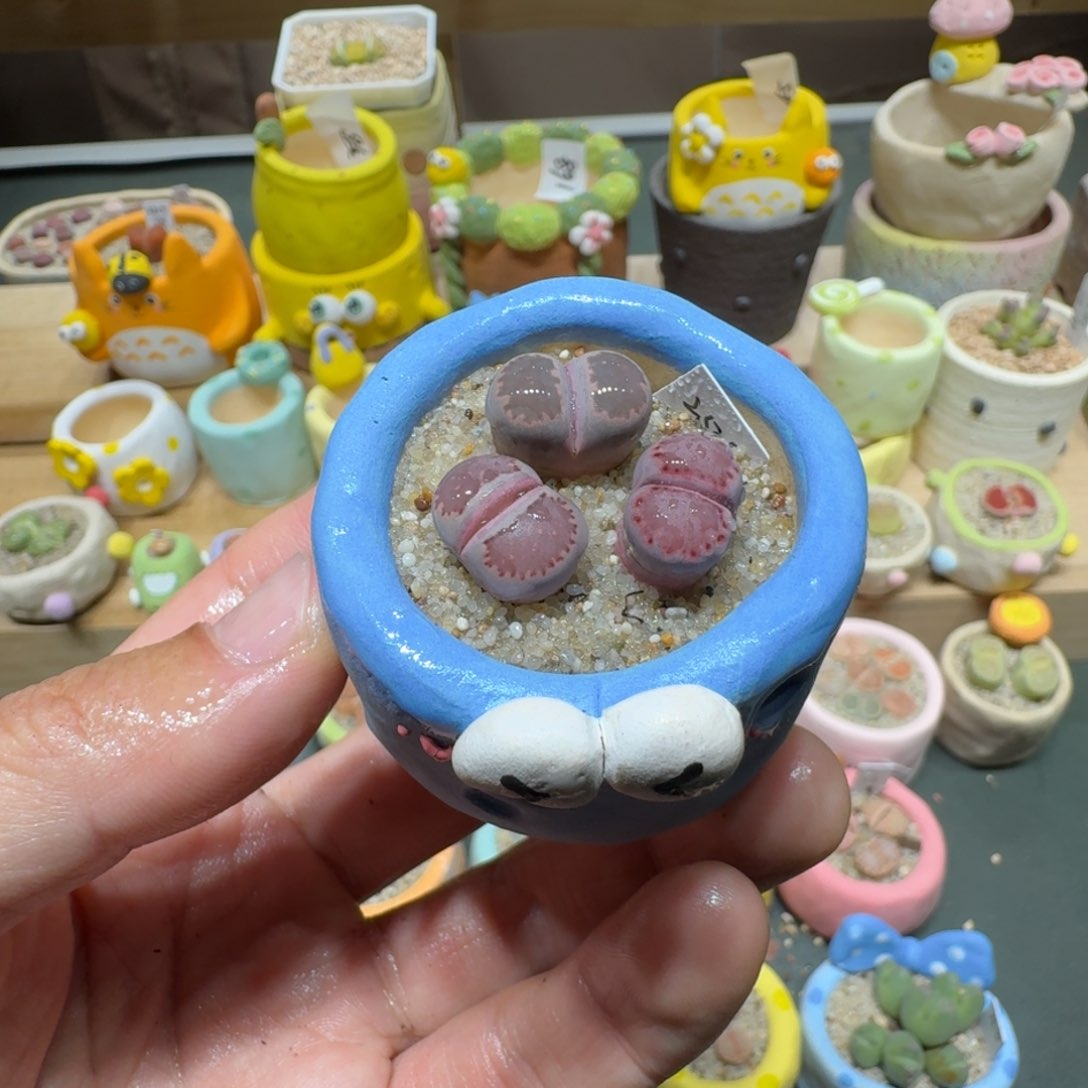 红陶蘑菇306紫饼