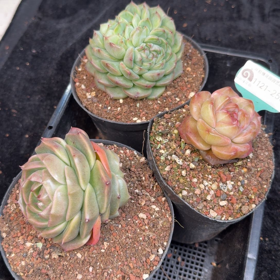 从前慢多肉精选编号1121.256