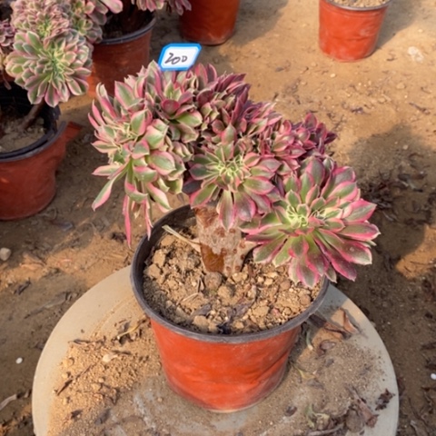 粉女巫缀一物一拍