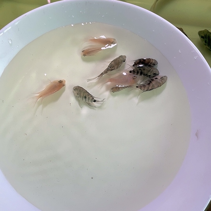 鹦鹉鱼迷你鹦鹉鱼 （拍8条备损2条）