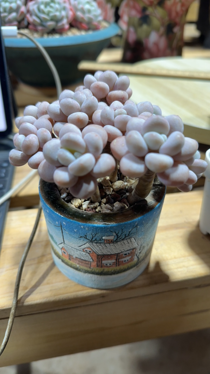 洛神无砍平头专拍