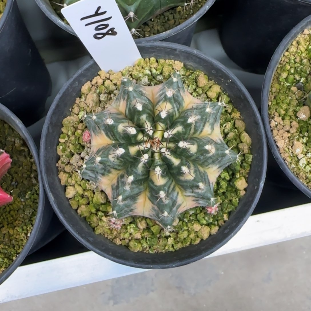 108-0214樱桃小丸子脱土发多肉