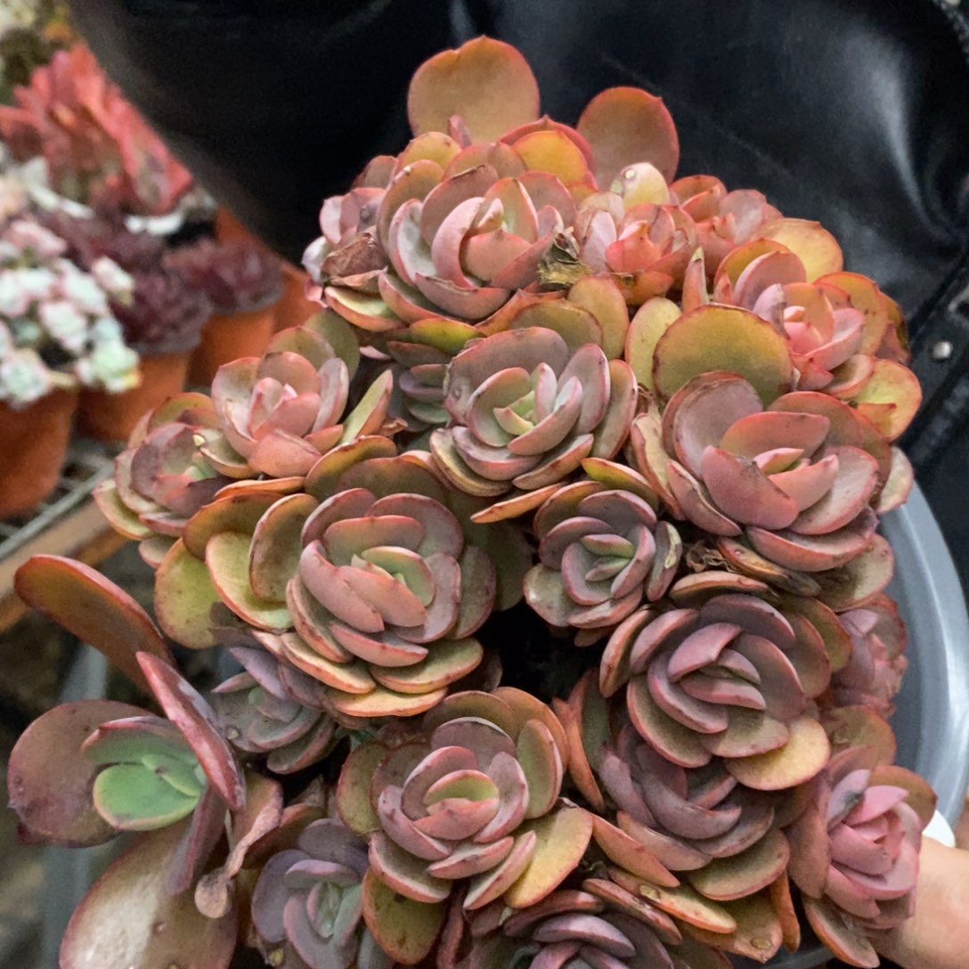 玫瑰秀妍整桩整群