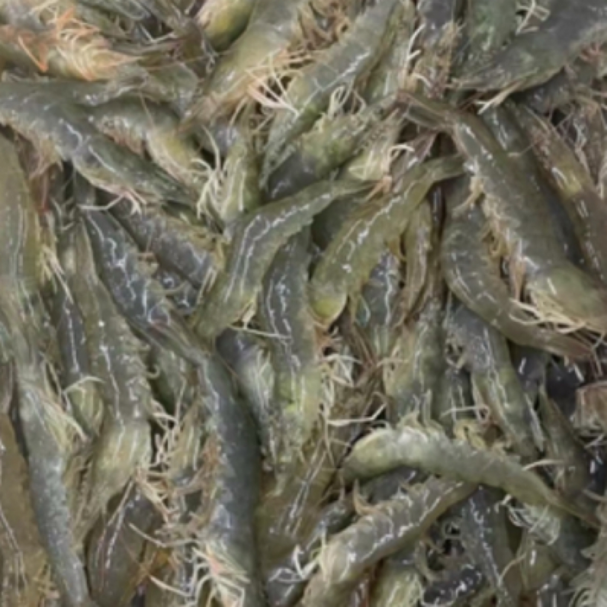 鲜活基围虾一斤