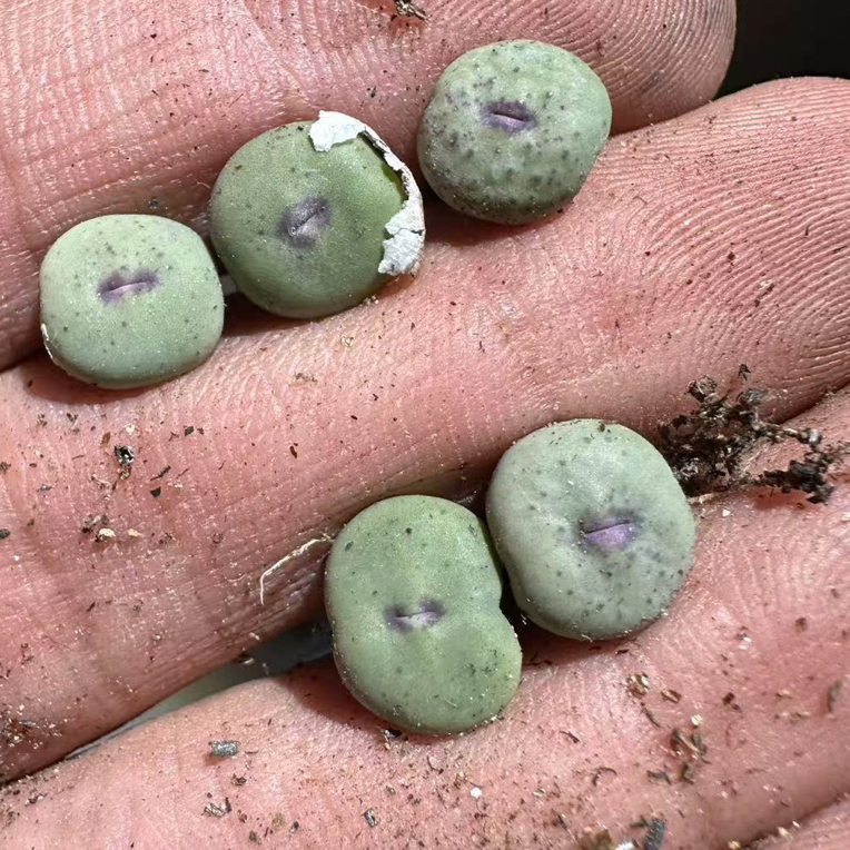 42多肉植物肉锥红嘴一颗