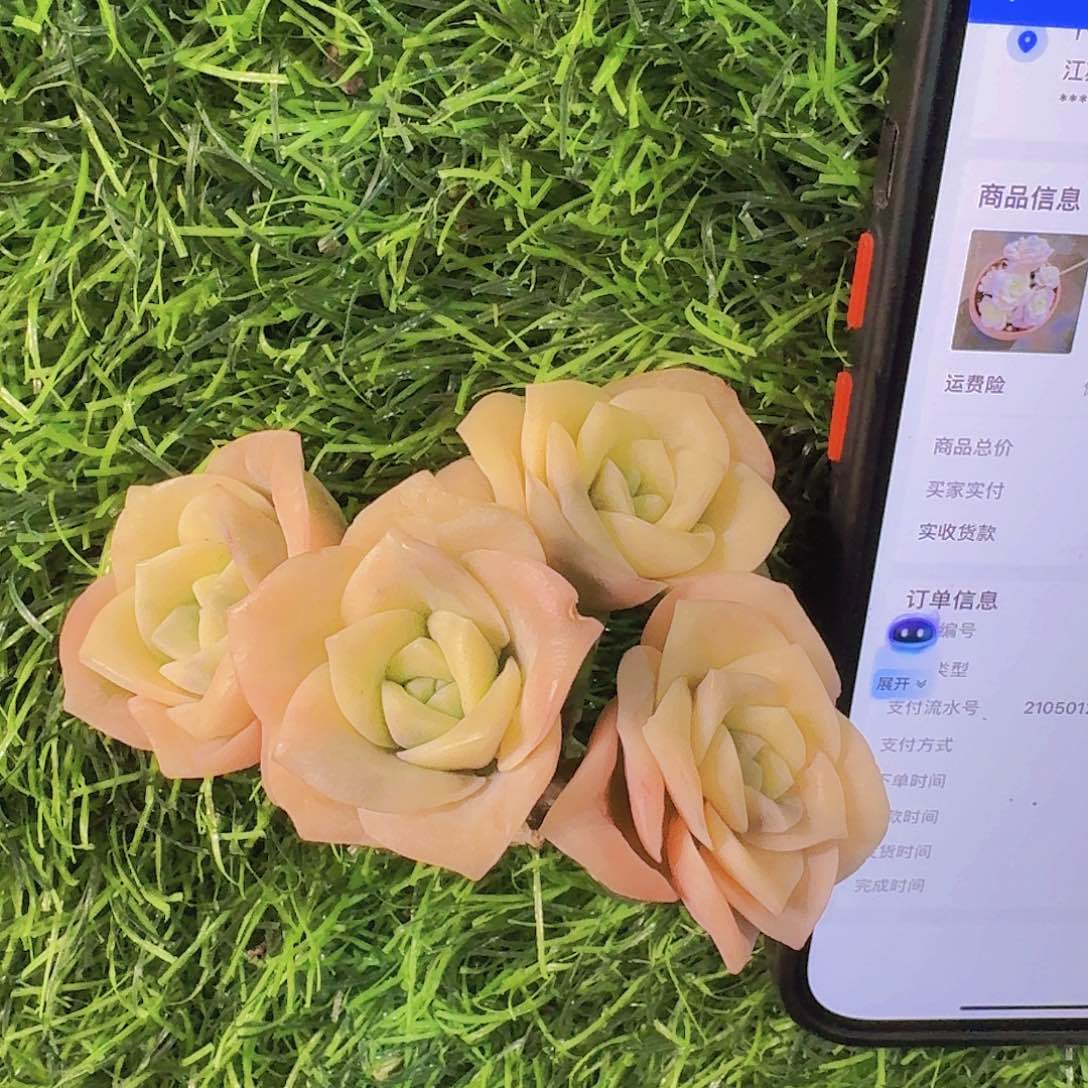 可爱玫瑰锦福利一物一拍