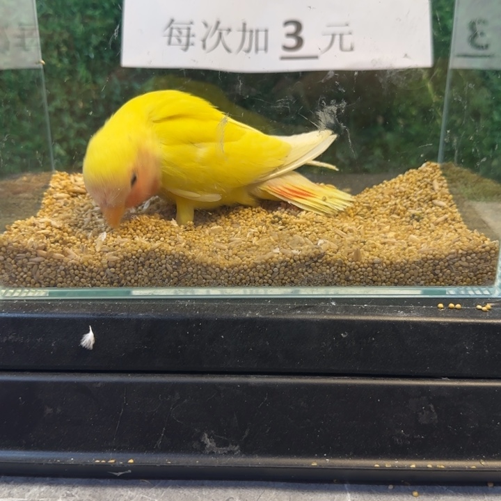 虎皮鹦鹉黄桃牡丹鹦鹉