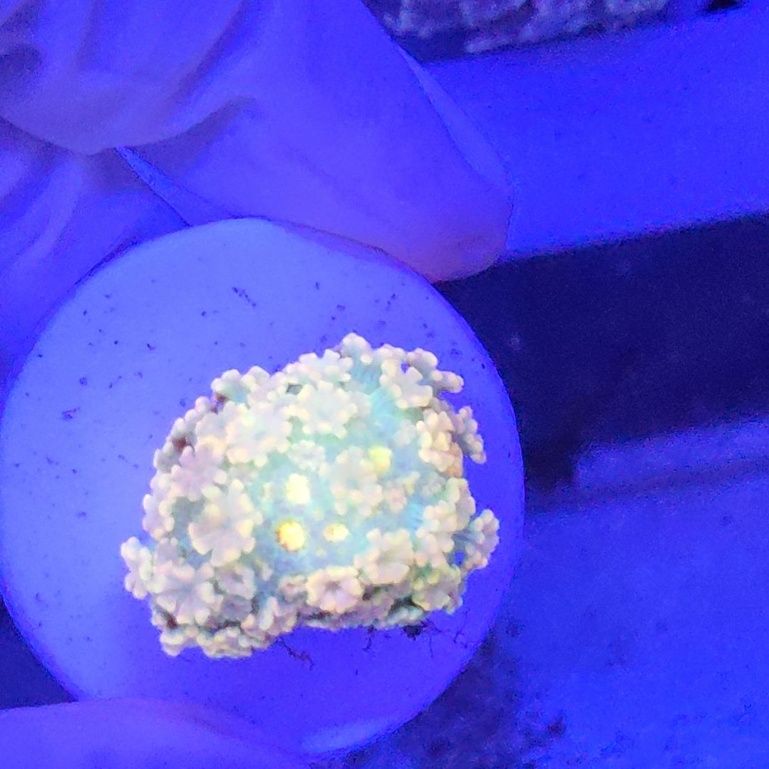 珊瑚不支持退货不到付不包邮接受下单