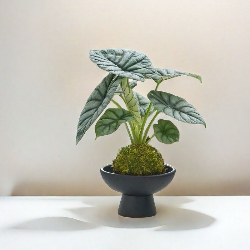 白犀牛海芋苔藓|室内办公室北欧ins凤植物净化空气