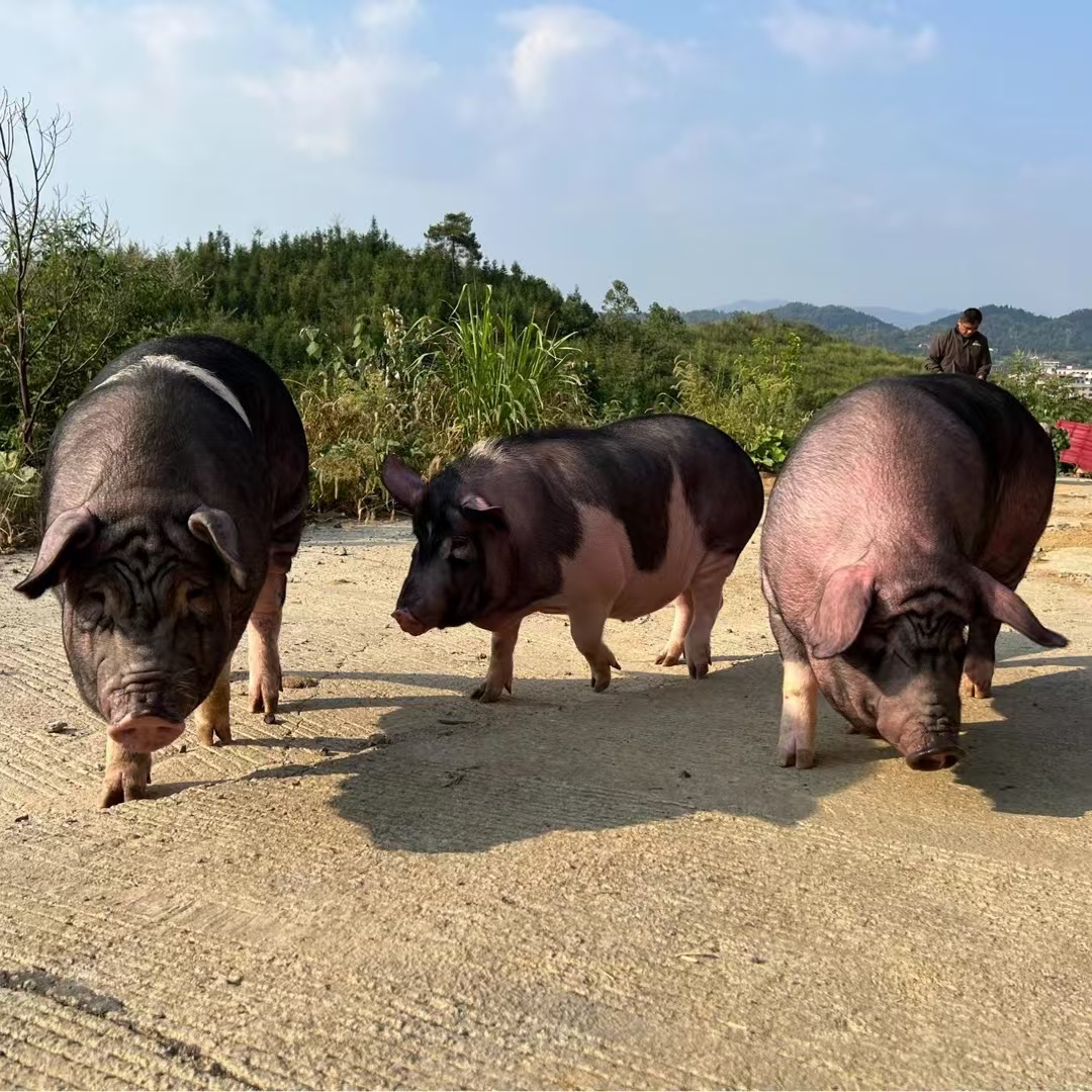 散养土猪肉现场称重