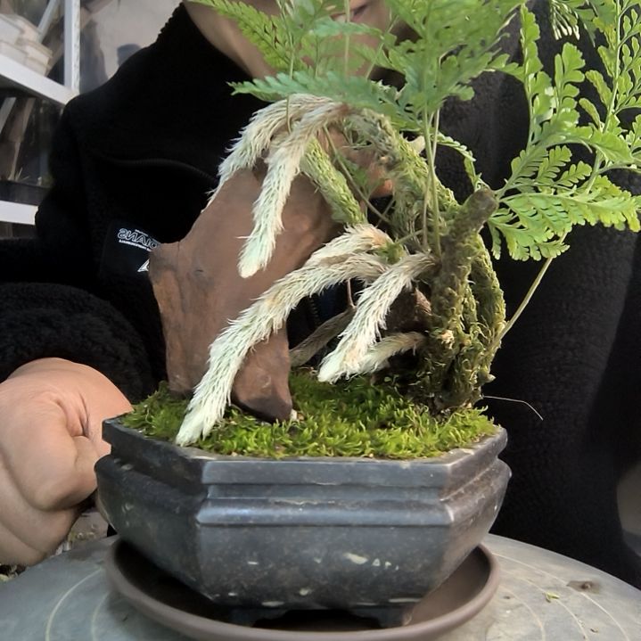 超***区小盆景小植物一物一拍239