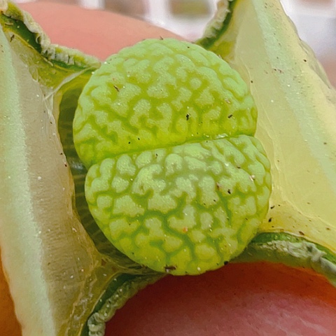 【闪购商品】20129