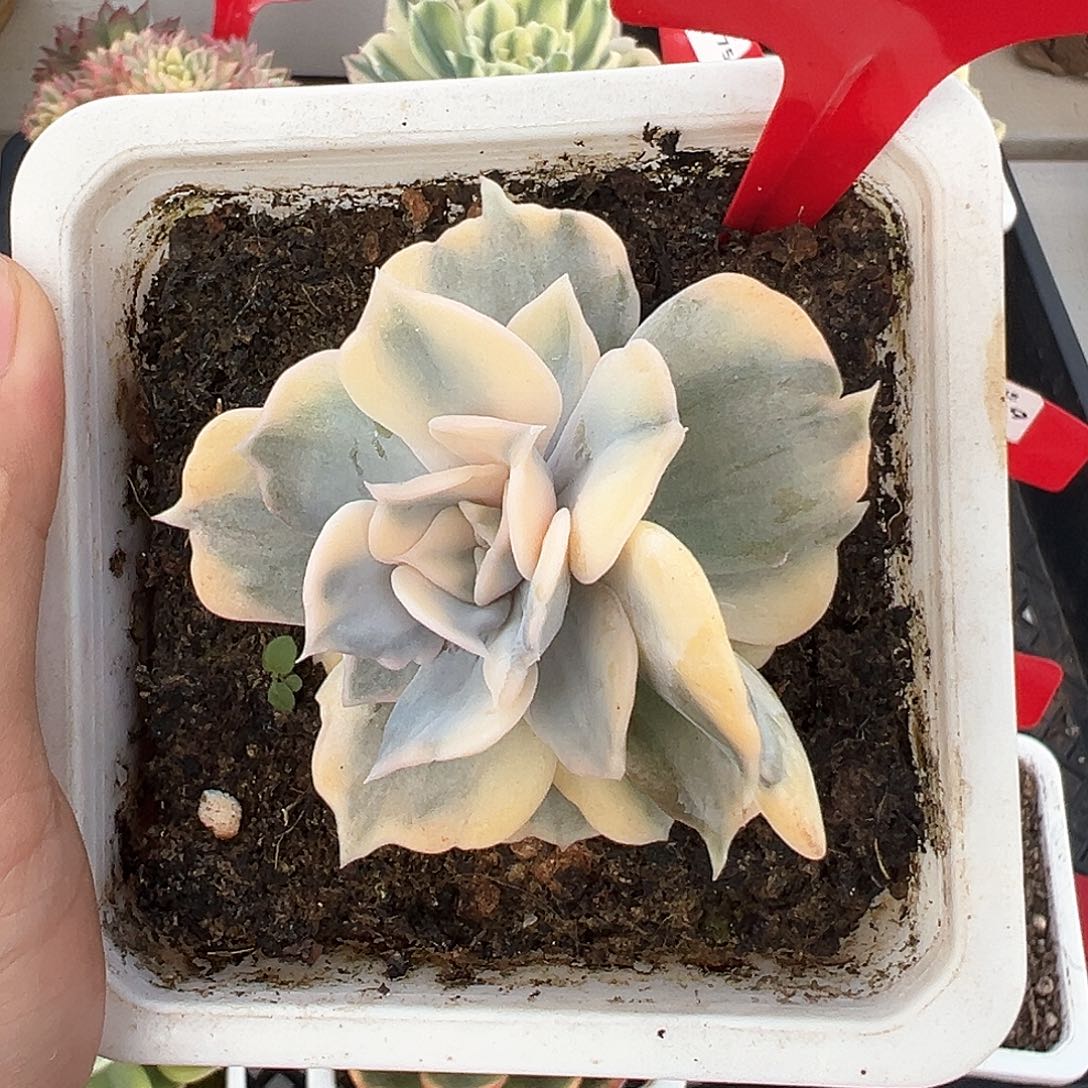 166号丽娜莲锦多肉植物