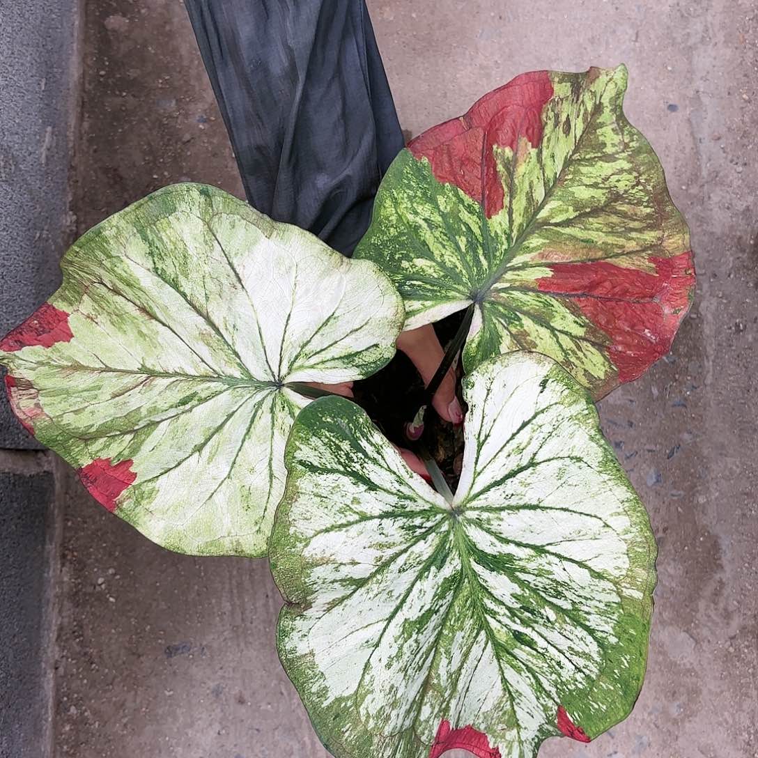 161-0116彩叶芋泰国发货