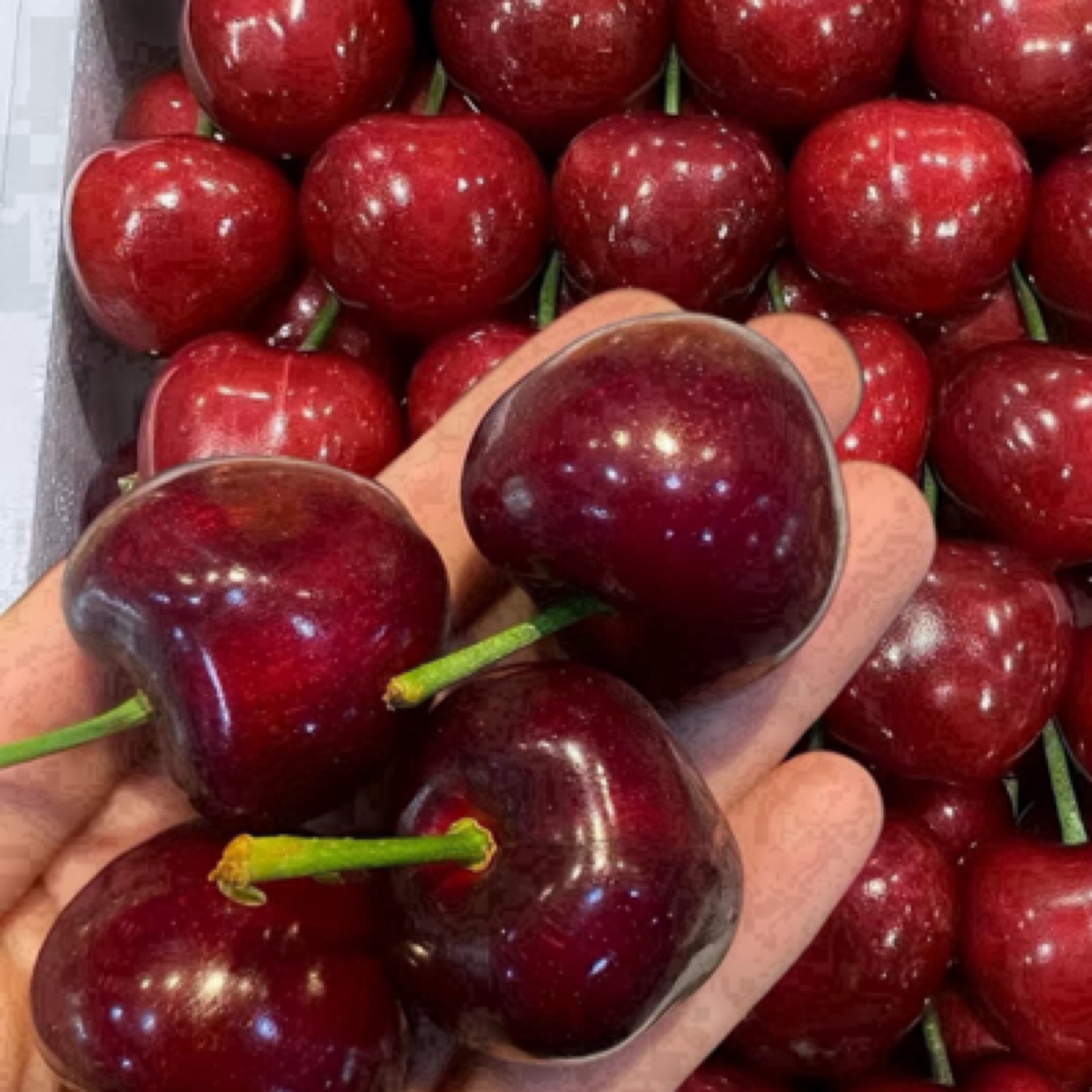 「次日达」露天美 早5斤新鲜采摘酸甜可口越大越好吃桃山东省