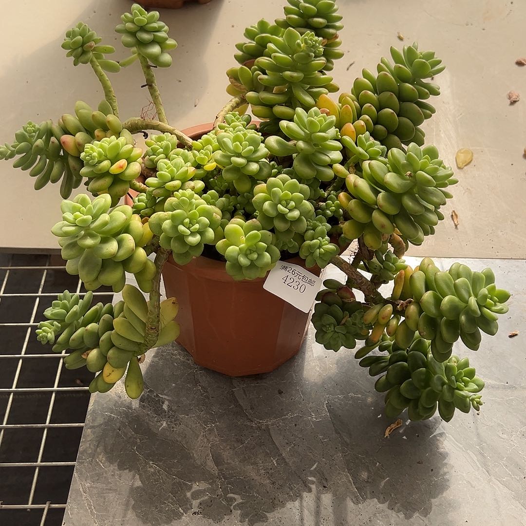 胜***4230香格里拉多肉植物多肉