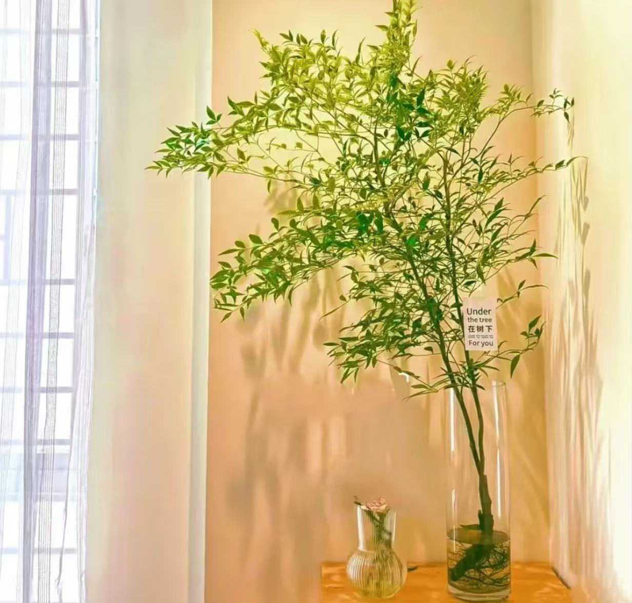 【带老桩根】南天竹水培盆栽绿植火焰红室内带根