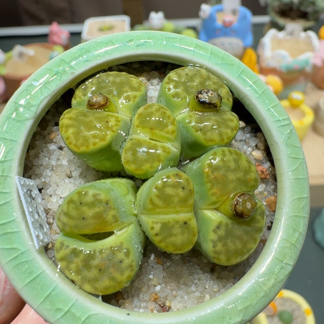 红陶蘑菇545黄鸣玄