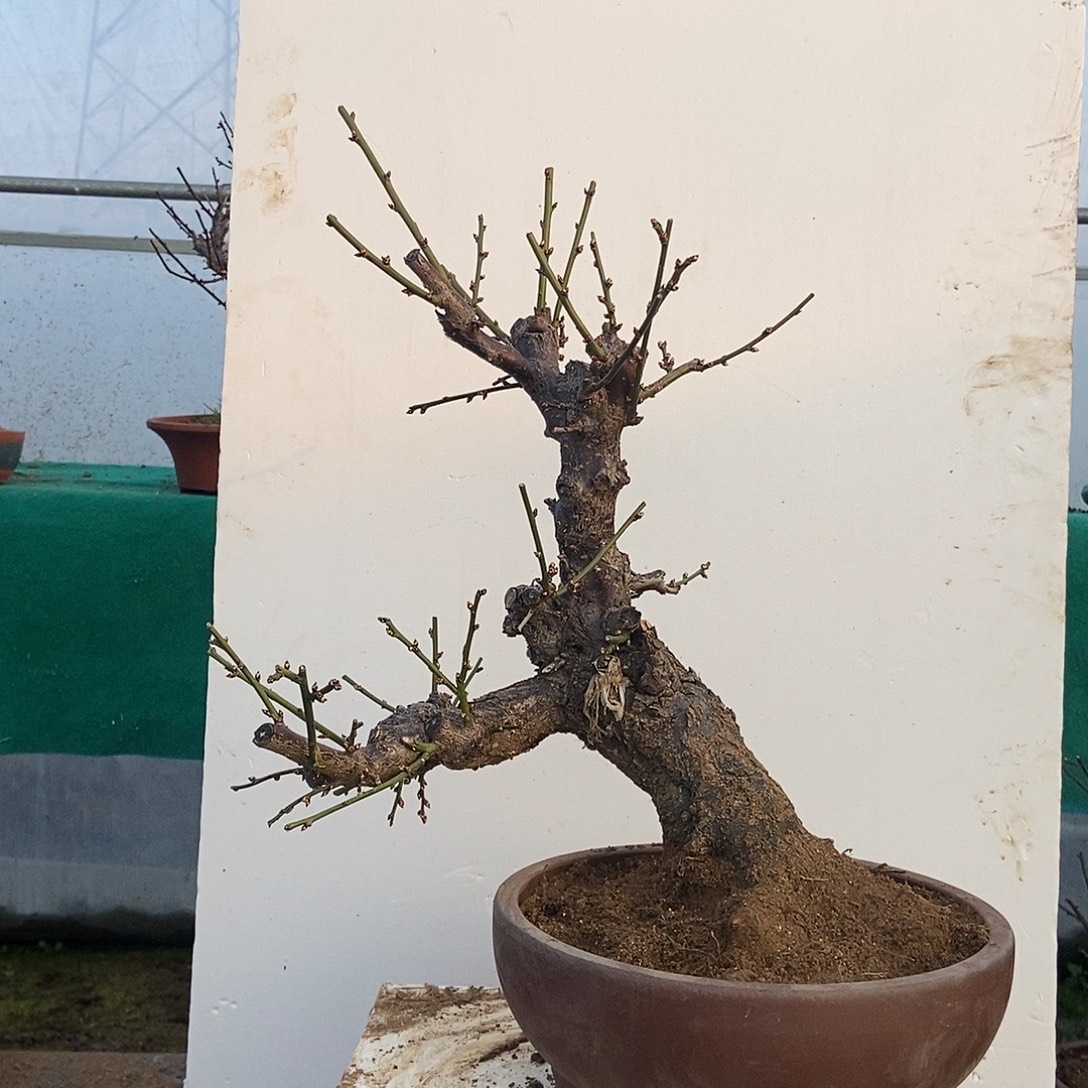 全部花苞20年野梅嫁接绿梅