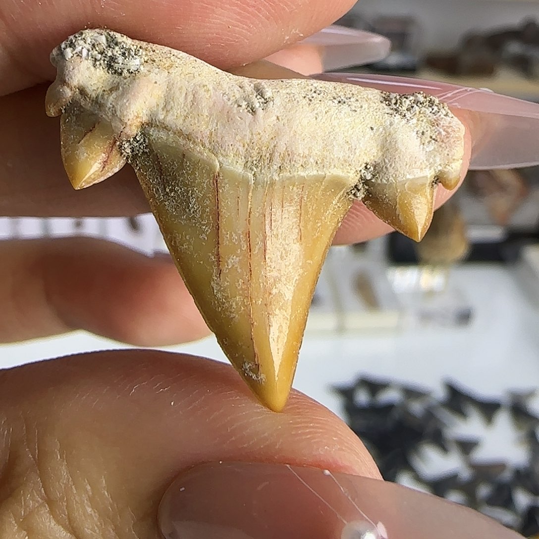 有机玻璃鲨鱼牙标本