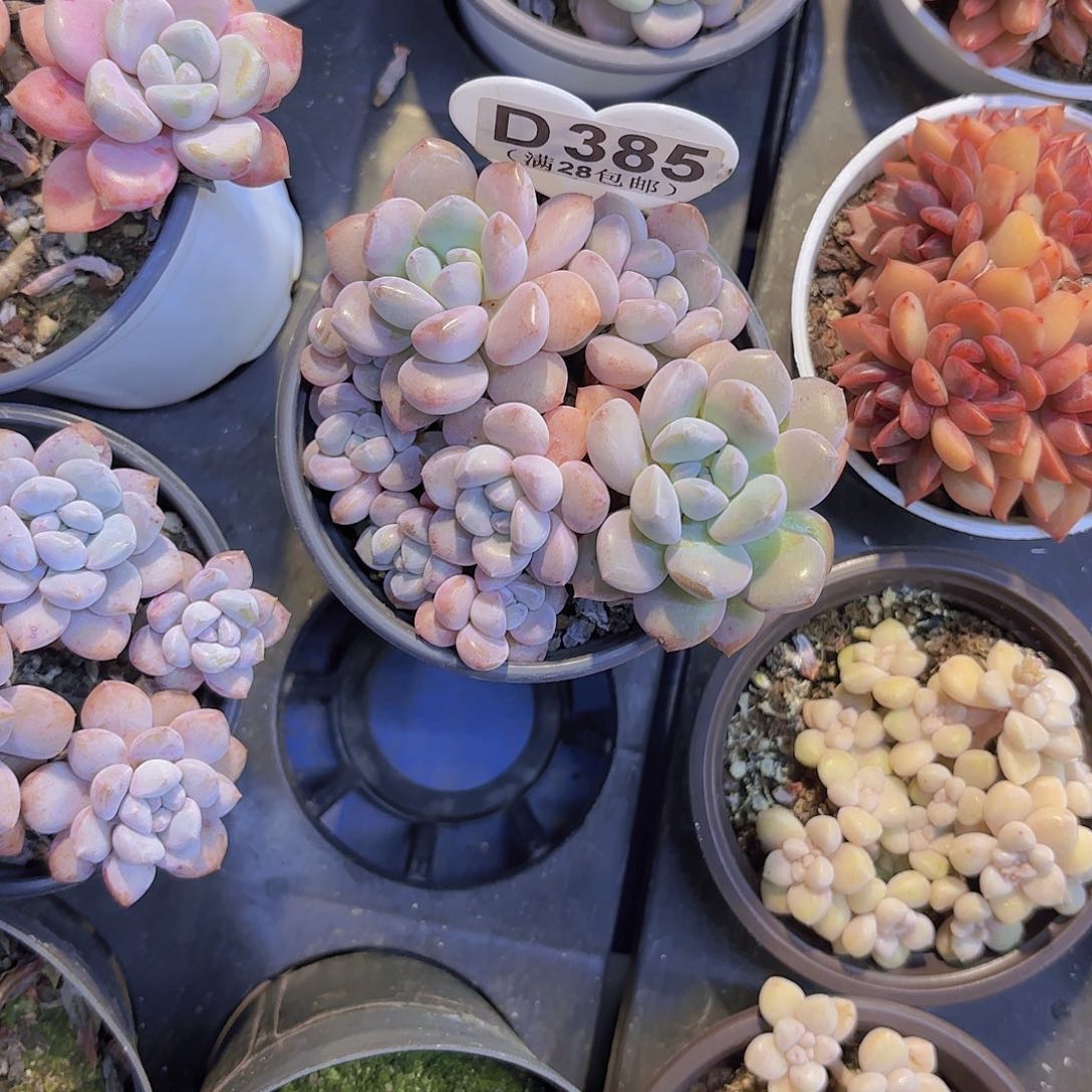 抹*森D385花瓣路一物一拍