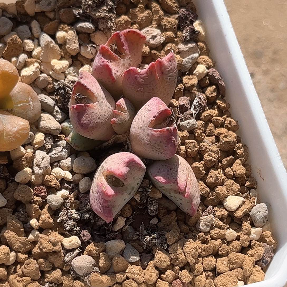 多肉植物肉锥群生