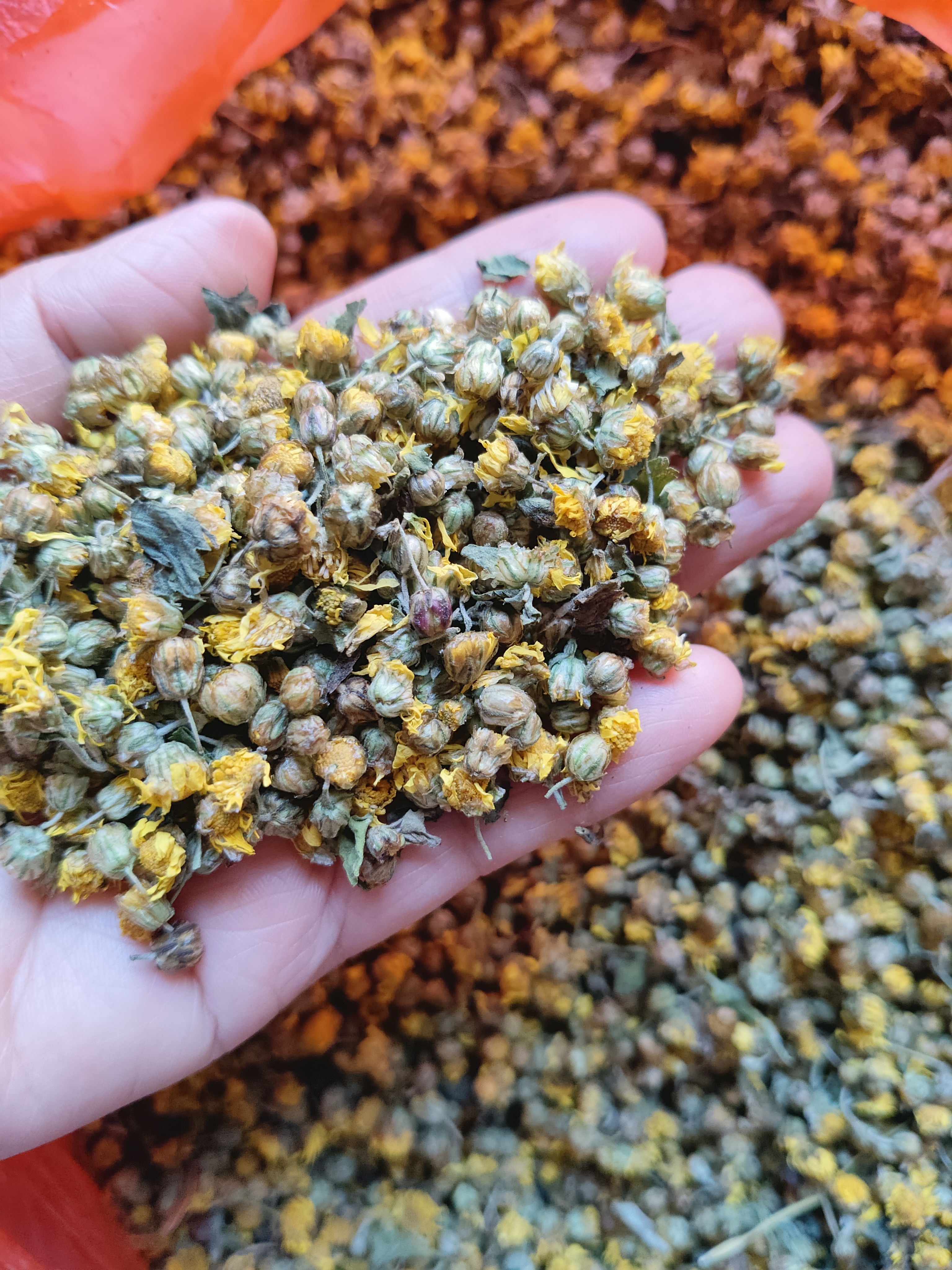 （现场收货）野菊花