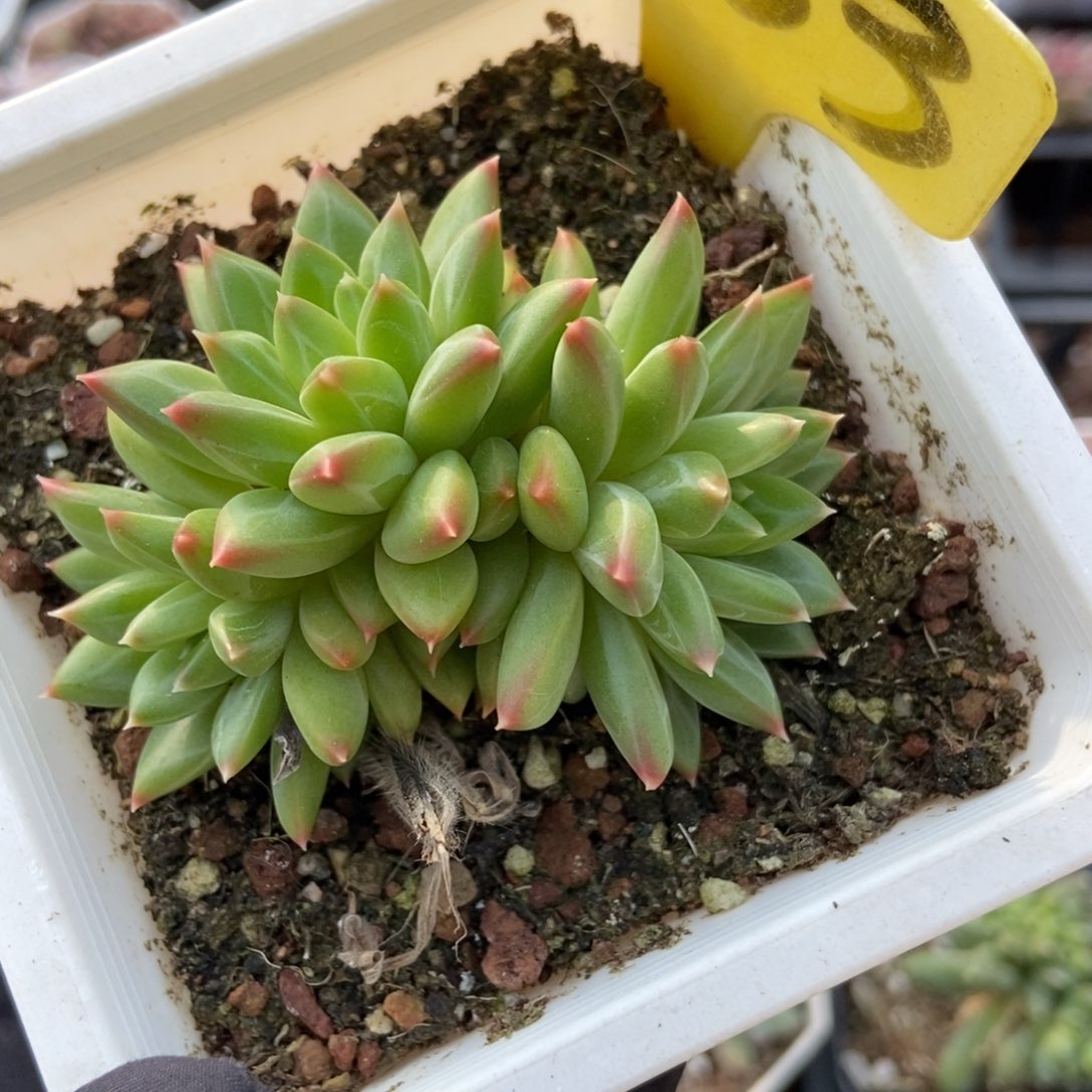 1853甲骨文多肉植物
