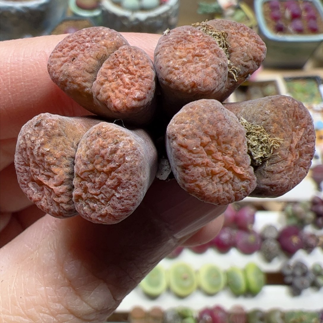 【闪购商品】36 风铃