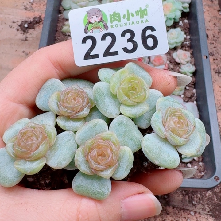 多肉植物多肉植物