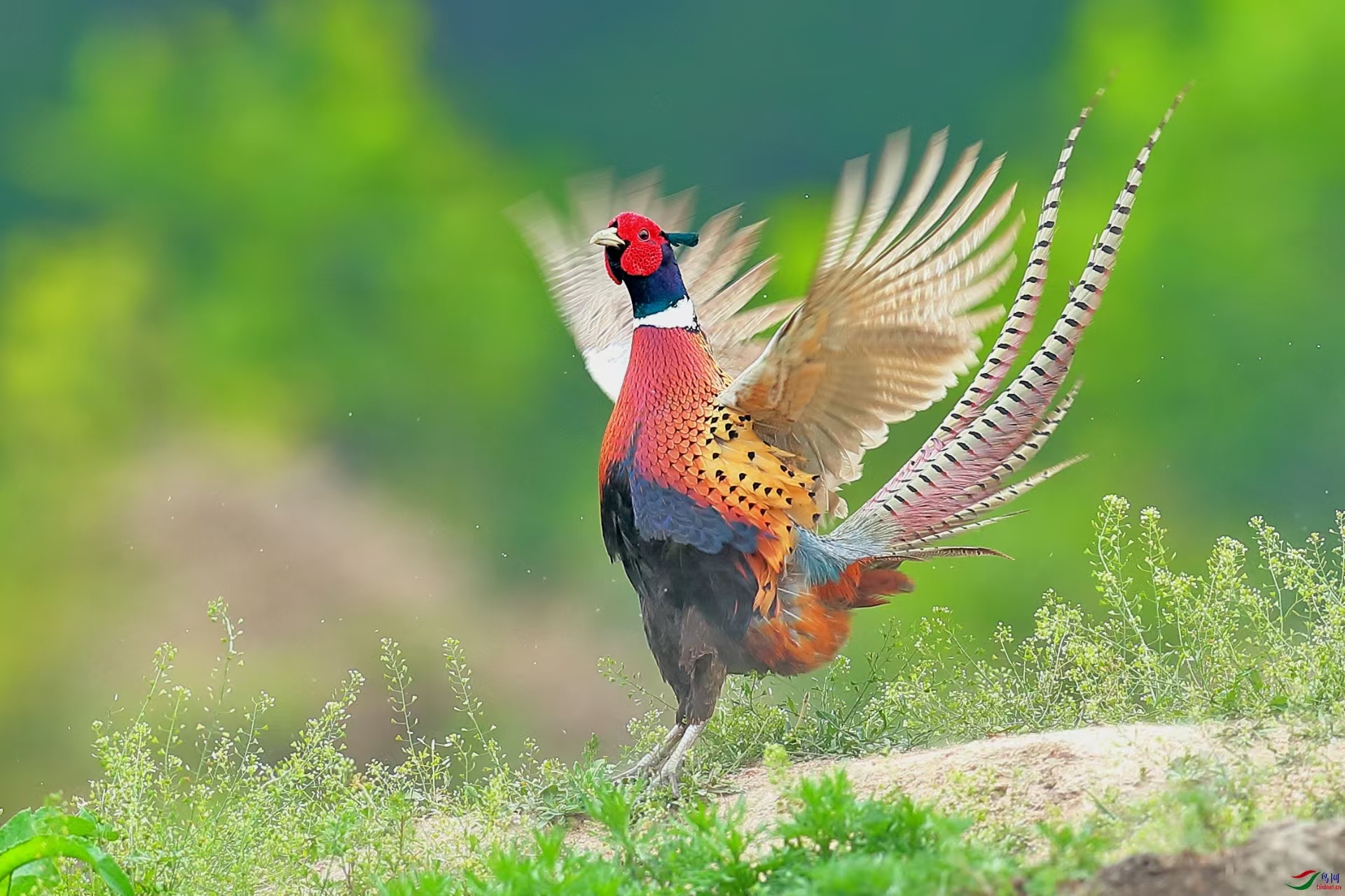农家散养成年纯种七彩山鸡人工养殖顺丰包邮