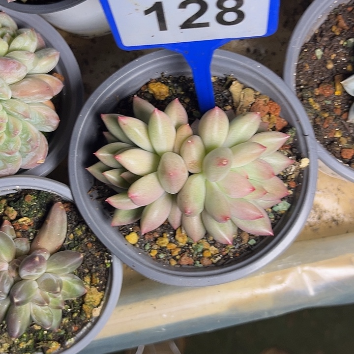 多肉植物岩字群128