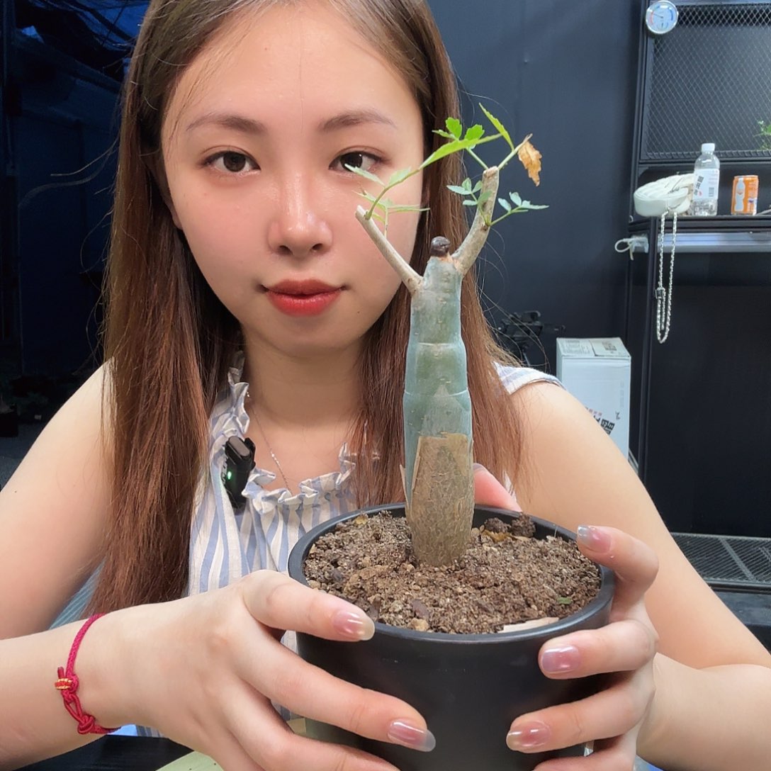 芳香裂榄带盆土。