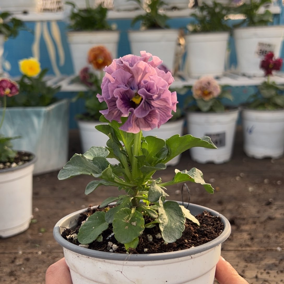 【闪购商品】完全开放100号