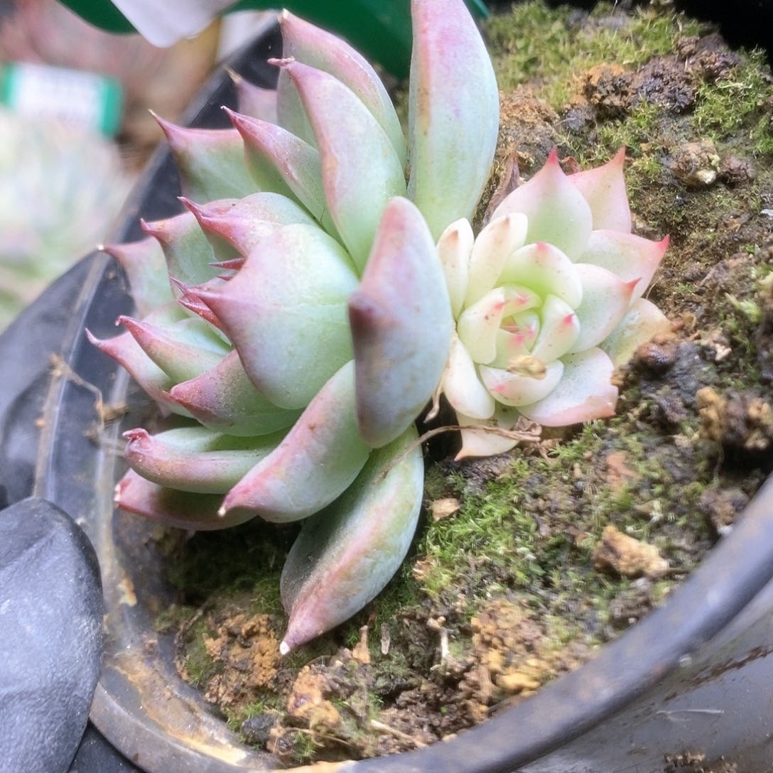 762锦锦锦锦锦锦锦